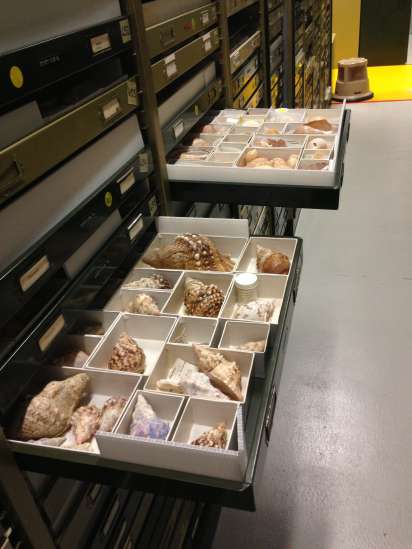 Trays of various mollusc species, Western Australian Museum